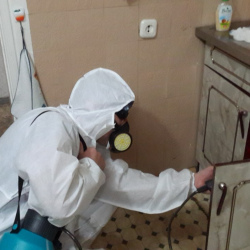 Дезинфекция от муравьев в квартире в Туринске